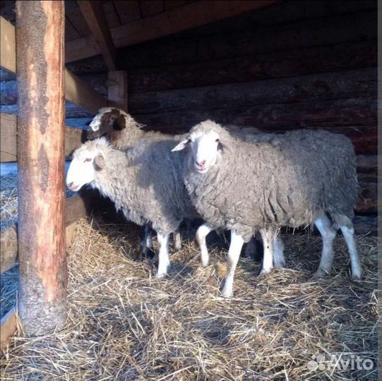 Бараны и ярки на племя до года