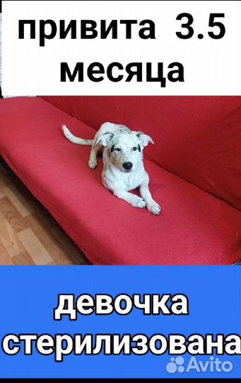 Щенок привит