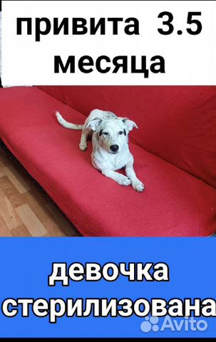 Щенок привит