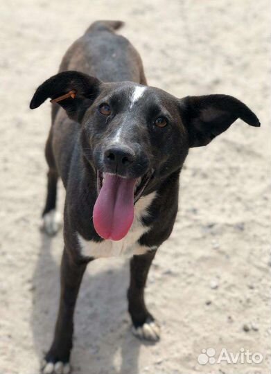 Щенки и стерилизованные собачки на цепь