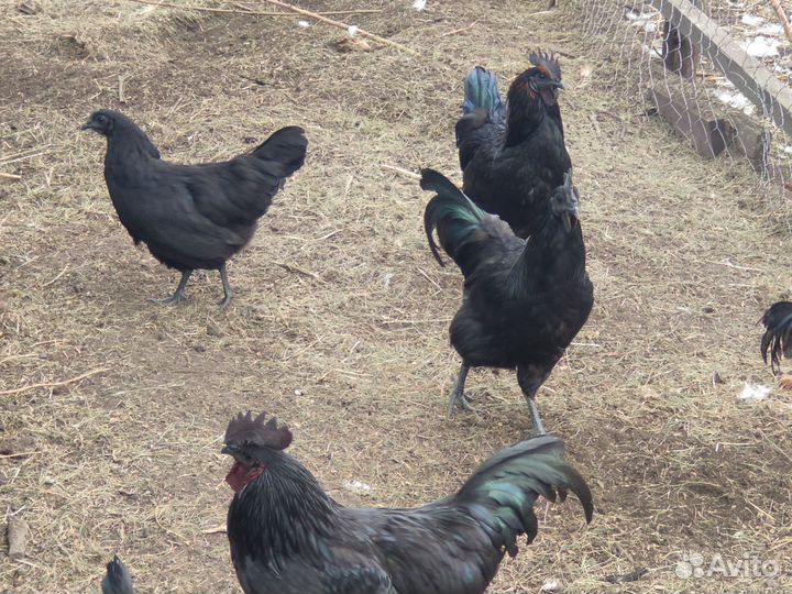 Петухи 4-х месячные ухейилюй