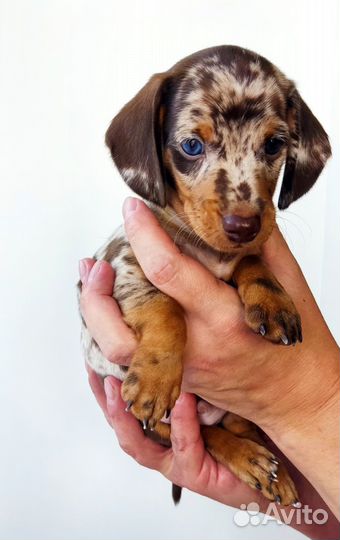 Такса кроличья/миниатюрная