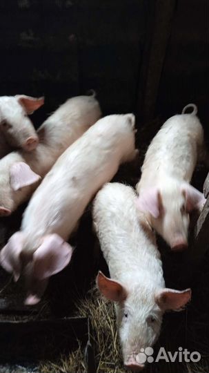 Поросята ландрас