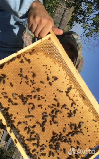 Матки F1 2024 карника