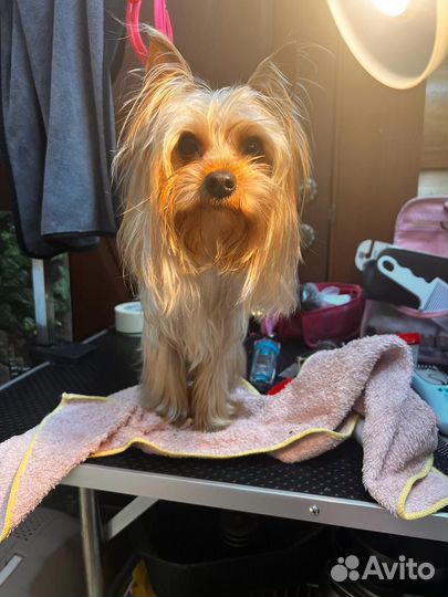 Йоркширский терьер