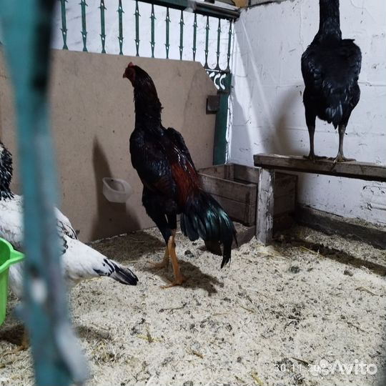 Бойцовые петухи о шамо,только яйцо продается