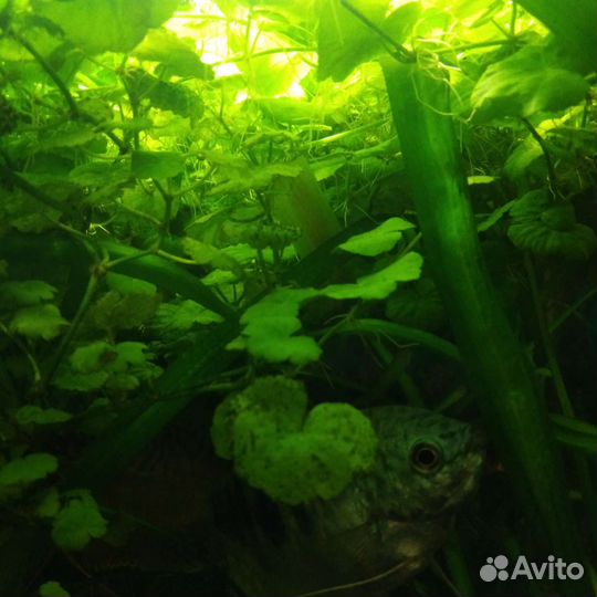 Украшение для аквариума