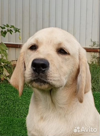 Щенки лабрадора. Все окрасы