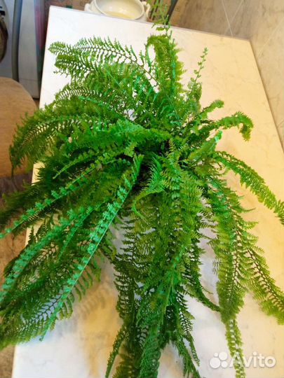 Папоротник