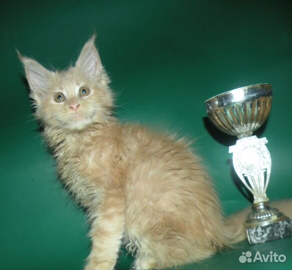 Кошка мейн кун полидакт классическая с документами