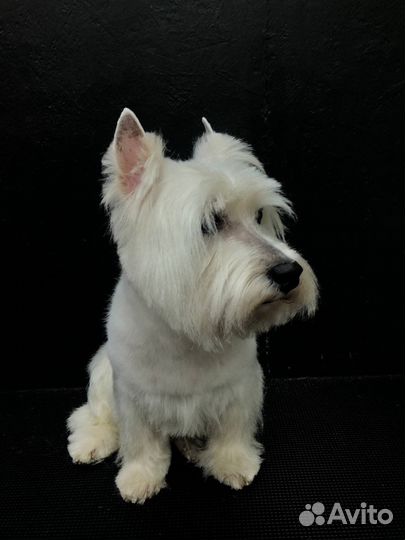 Груминг собак и кошек