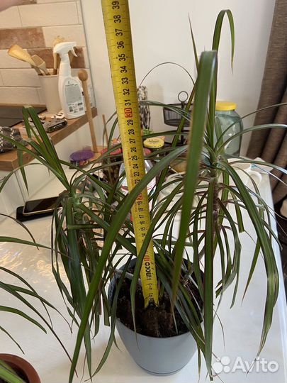 Пальма драцена