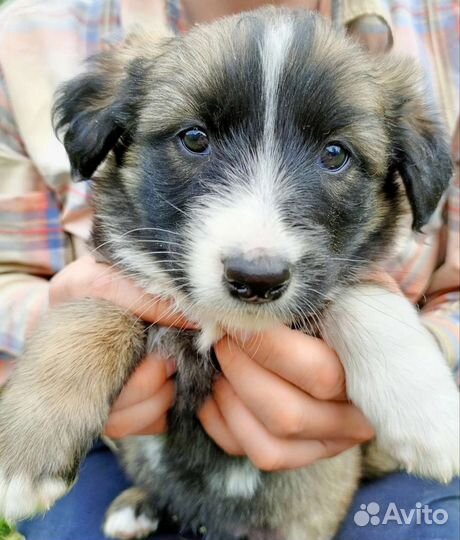 В добрые руки щеночек девочка