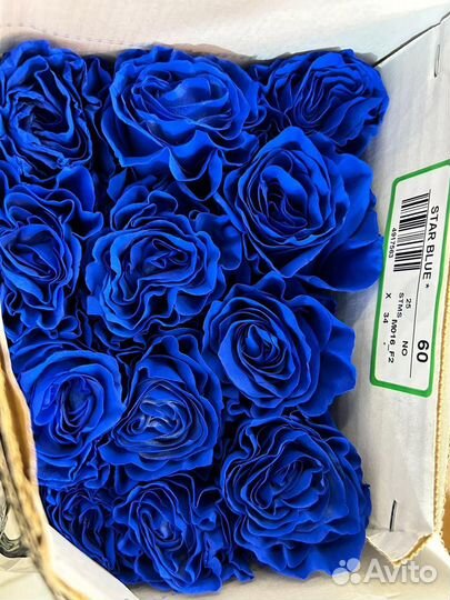 Радужные розы