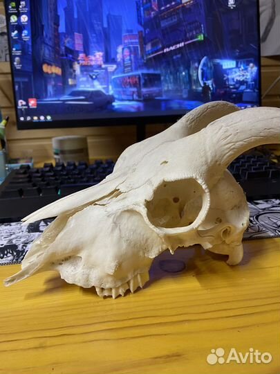 Череп молодой козы