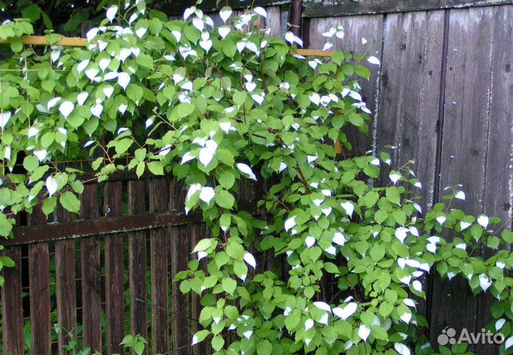 Актинидия коломикта