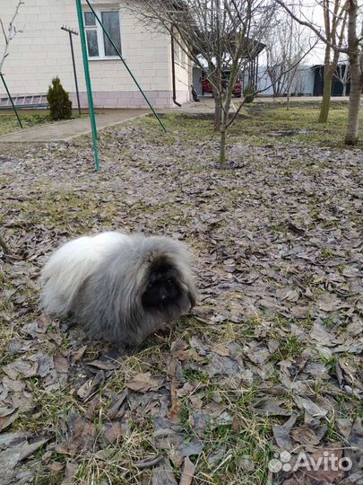 Пекинес. Вязка