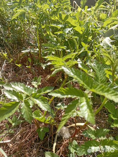 Саженцы тибетской малины и простой