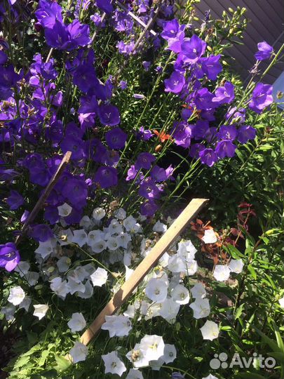 Садовые цветы