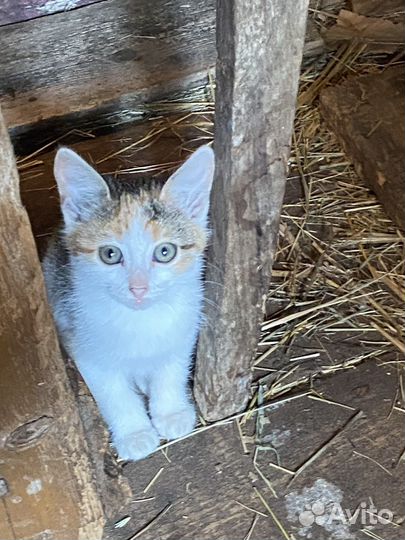 Котята отдам бесплатно