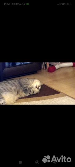 Кот - Матис, Скоттиш фолд