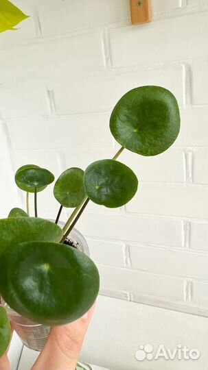 Пилея пеперомиевидная мохито