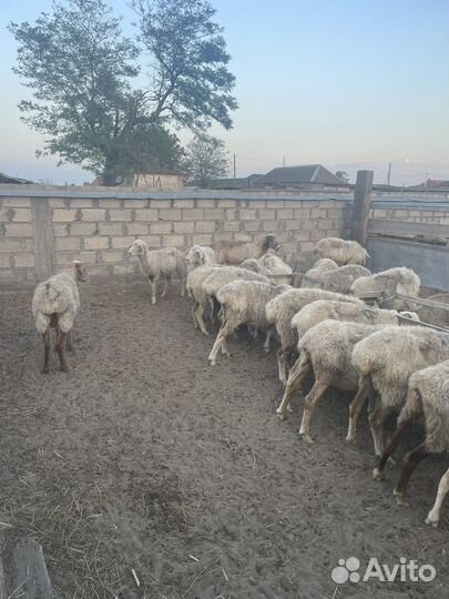 Овцы