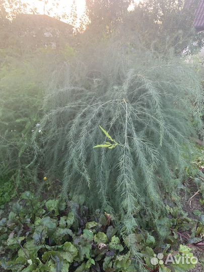 Аспарагус садовый для цветочного магазина