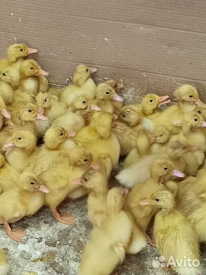 Продам утят стар 53,4 суток