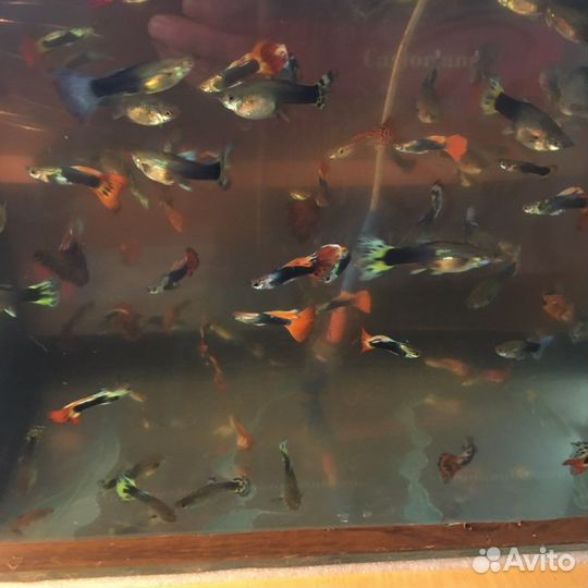 Рыбки гупи