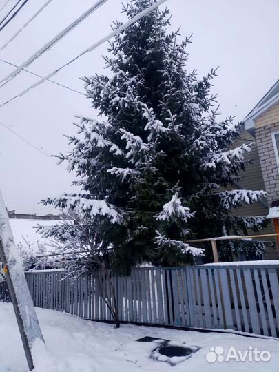 Ель живая