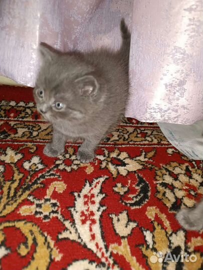 Котята