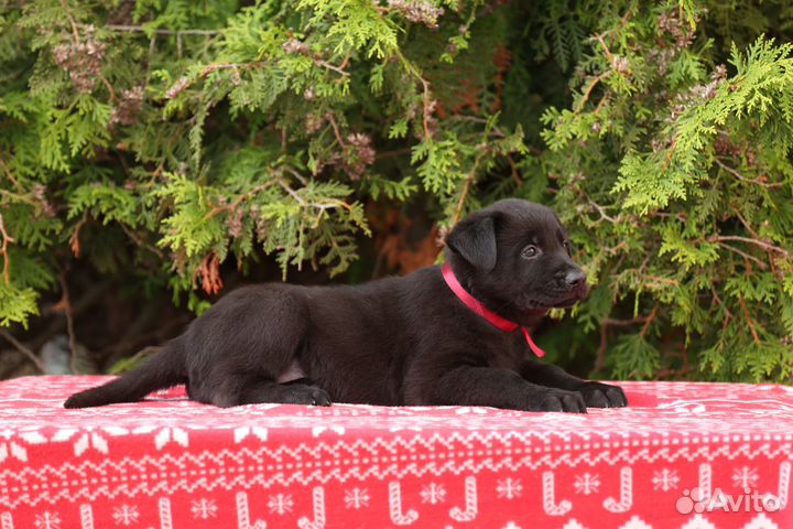 Щенки вео черного окраса