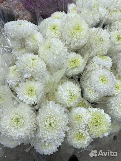 Хризантема одноголовая