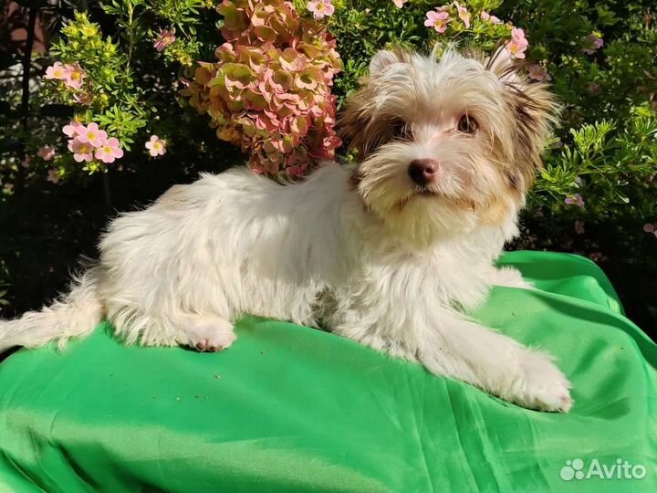 Бивер,Биро,Мерле йорк