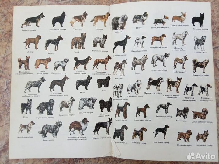 Атлас пород собак