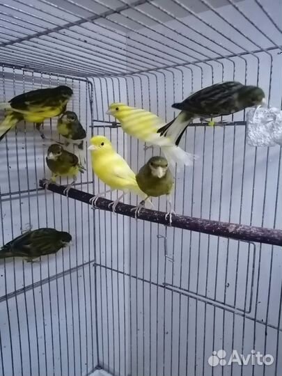 Кенара и канарейки