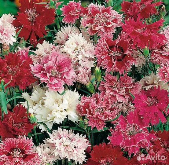 Многолетние цветы и растения