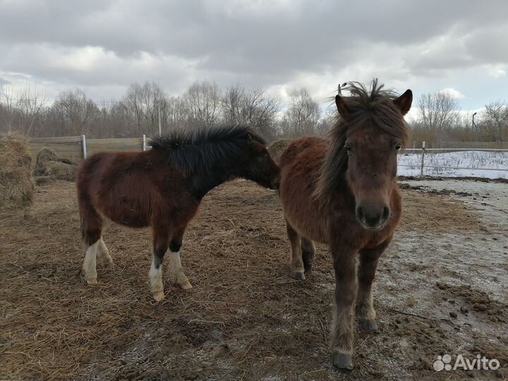 Пони, жеребчик