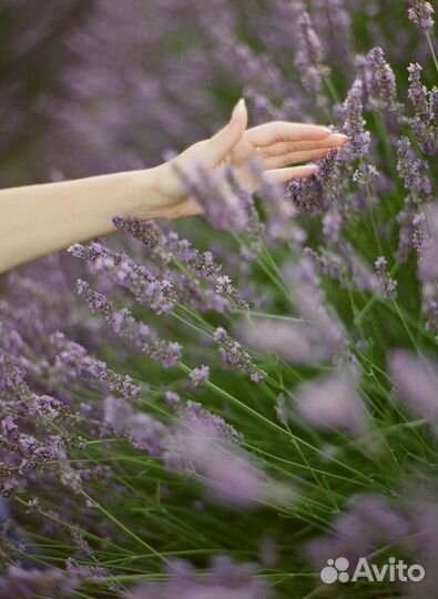 Лавандовый букет на срез под ваш запрос