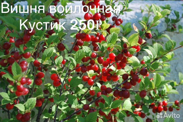 Саженцы