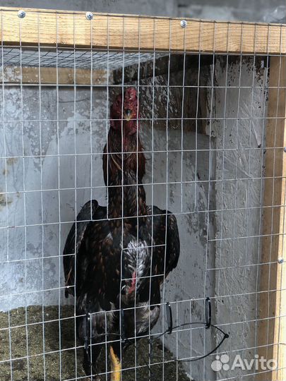 Бойцовые петухи