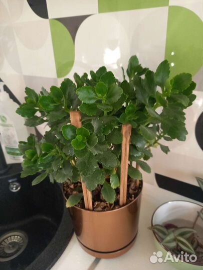 Каланхоэ цвет белый