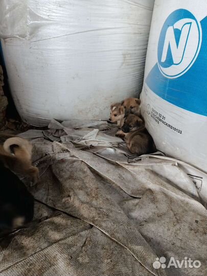 Щенок в добрые руки