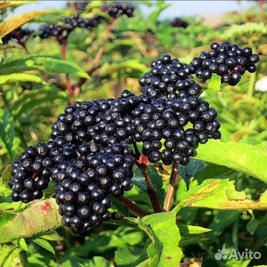 Рябина красная, черная, бузина