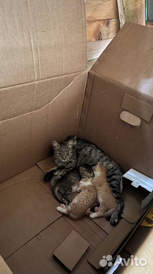 Кошки бесплатно с доставкой