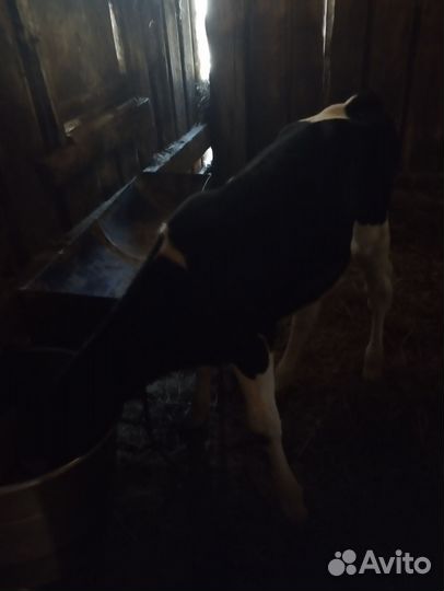 Телята телочки