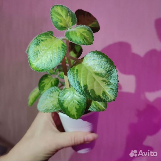 Цветы