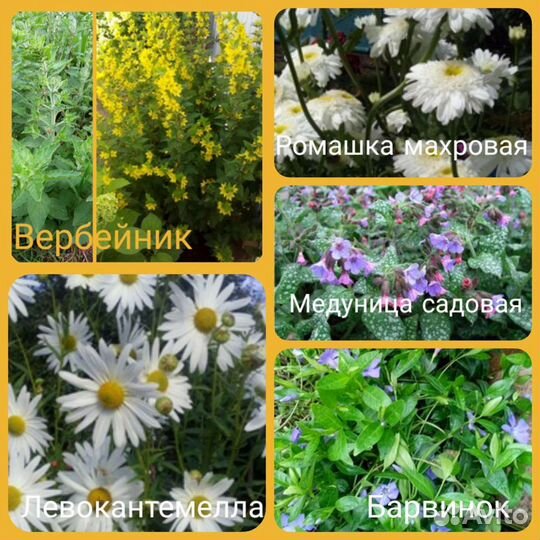 Много многолетников на посадку