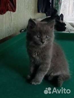 Котятки